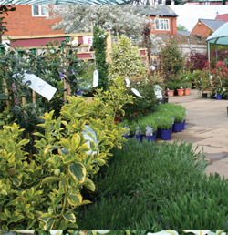 Bosworths Garden Centre