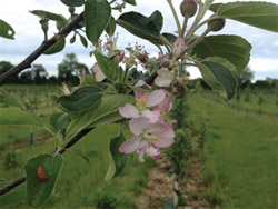 Northamptonshire Apple Delights